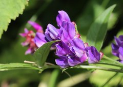 Vicia unijuga