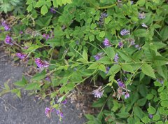 Vicia unijuga