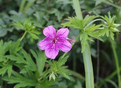 Geranium soboliferum