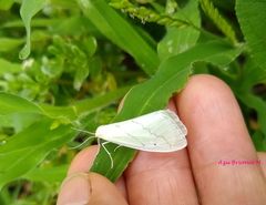 Leuculodes lacteolaria