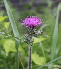 Cirsium oligophyllum