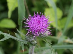 Cirsium oligophyllum