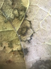 Cristulariella