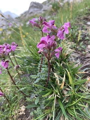 Pedicularis rostratocapitata