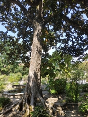 Magnolia grandiflora