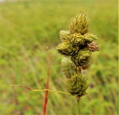 Carex cumulata