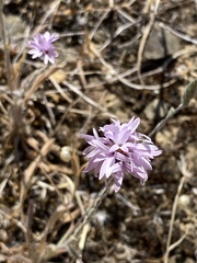 Lessingia hololeuca