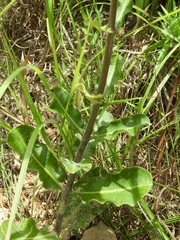 Asclepias obovata