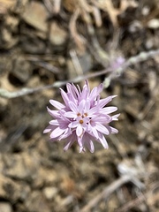 Lessingia hololeuca