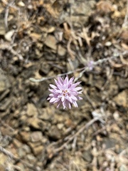 Lessingia hololeuca
