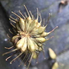 Geum × cortlandicum