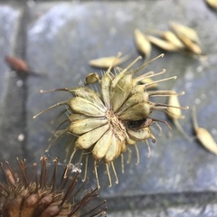 Geum × cortlandicum