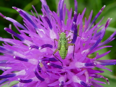 Oncotylus viridiflavus