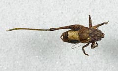 Atlanticus testaceus