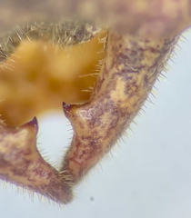 Atlanticus testaceus