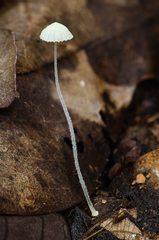 Mycena chloroxantha