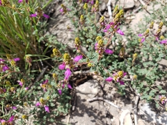 Dalea frutescens
