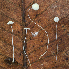 Mycena chloroxantha