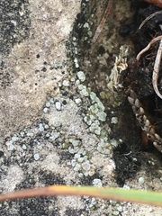 Acarospora glaucocarpa