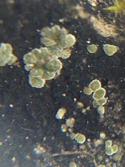 Acarospora glaucocarpa