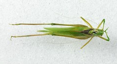 Amblycorypha rotundifolia