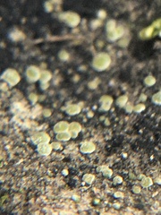 Acarospora glaucocarpa