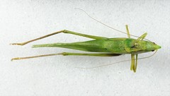 Neoconocephalus robustus