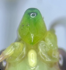 Neoconocephalus robustus