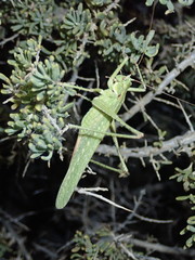 Capnobotes occidentalis