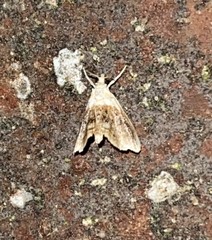 Lipocosmodes fuliginosalis