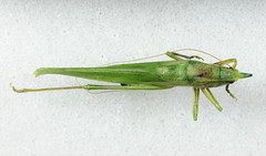 Neoconocephalus exiliscanorus