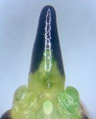 Neoconocephalus exiliscanorus