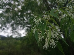 Fraxinus cuspidata