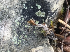 Acarospora glaucocarpa