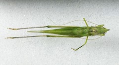 Neoconocephalus nebrascensis