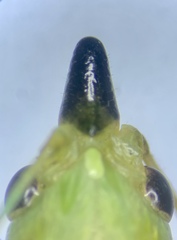 Neoconocephalus nebrascensis
