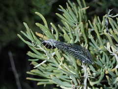 Scotoleon longipalpis