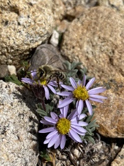 Cnemidandrena