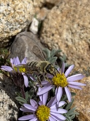 Cnemidandrena