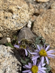 Cnemidandrena