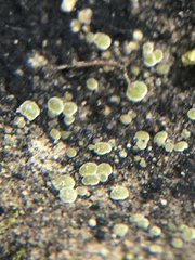 Acarospora glaucocarpa