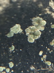 Acarospora glaucocarpa