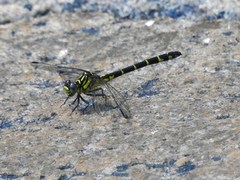 Stylogomphus albistylus
