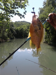 Lepomis gibbosus × cyanellus