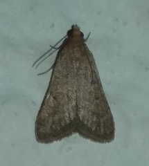 Bostra obsoletalis