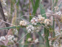 Cuscuta approximata