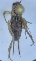 Allonemobius tinnulus