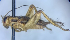 Allonemobius tinnulus