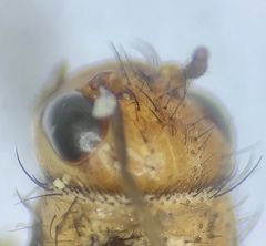 Allonemobius tinnulus