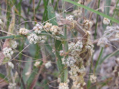 Cuscuta approximata